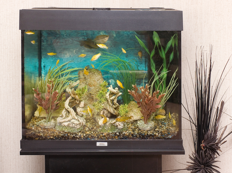 Mary and James fish tank